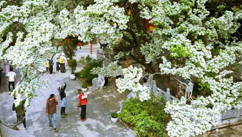  【技术解码】孔望山830年流苏树：古树保护与沉浸式文旅的融合实践 文化旅游 【技术解码】孔望山830年流苏树：古树保护与沉浸式文旅的融合实践 文化旅游