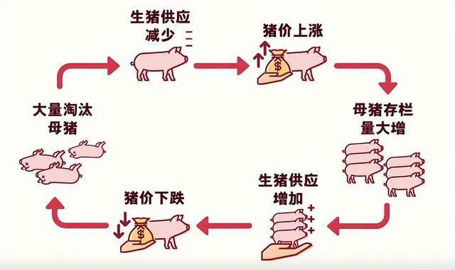  猪肉跌穿历史底价：规模化养殖如何重塑猪周期底层逻辑 股票财经 猪肉跌穿历史底价：规模化养殖如何重塑猪周期底层逻辑 股票财经