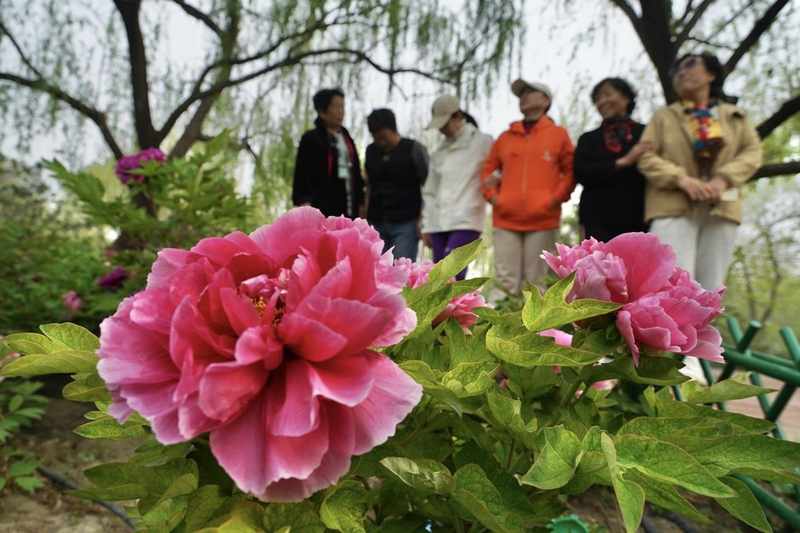  技术赋能下的城市牡丹景观：从基因育种到智慧游园的全链路解析 新闻 技术赋能下的城市牡丹景观：从基因育种到智慧游园的全链路解析 新闻