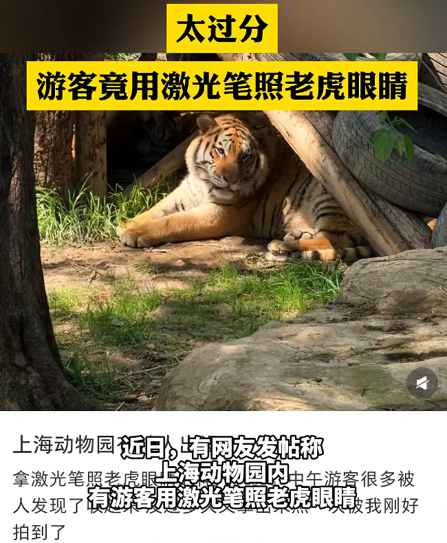  激光笔技术解析：动物园惊现“光弹”攻击——当高能光束遭遇动物视觉系统 新闻 激光笔技术解析：动物园惊现“光弹”攻击——当高能光束遭遇动物视觉系统 新闻