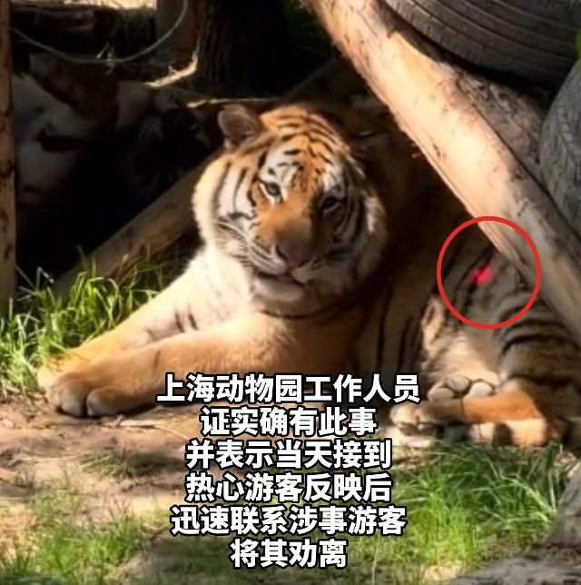  激光笔技术解析：动物园惊现“光弹”攻击——当高能光束遭遇动物视觉系统 新闻 激光笔技术解析：动物园惊现“光弹”攻击——当高能光束遭遇动物视觉系统 新闻